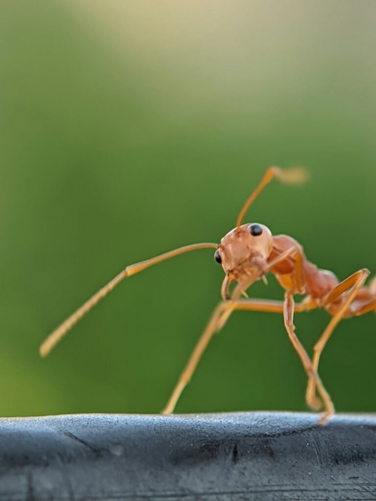 Ant close up