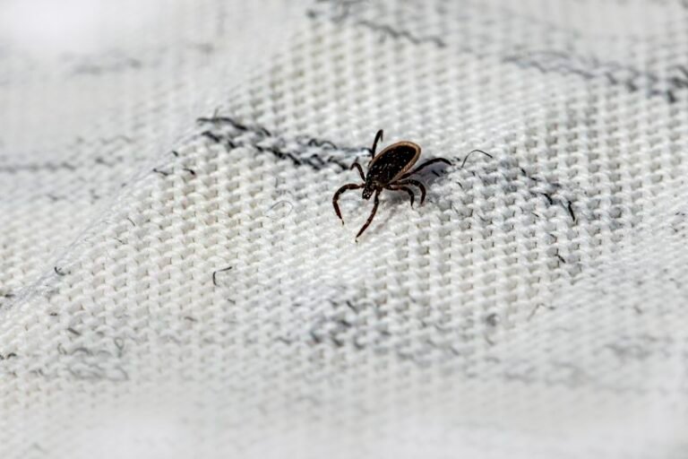 Bed bug on bed sheet