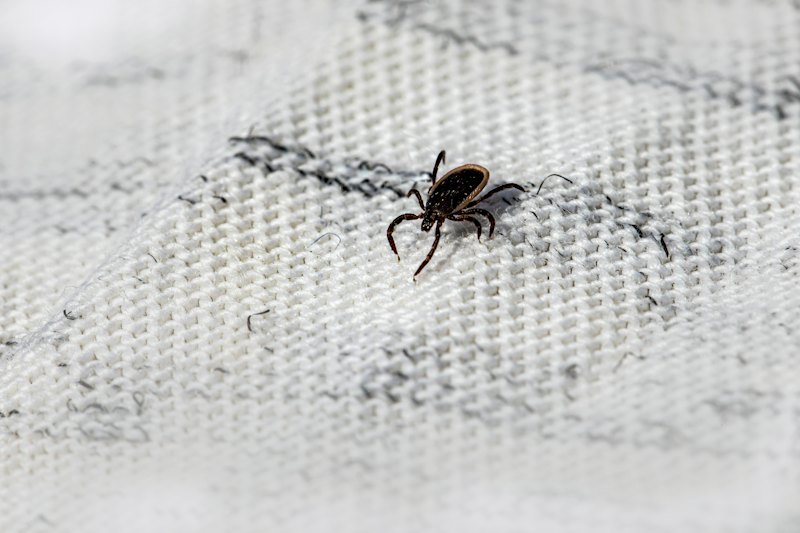 Bed bug on bed sheet