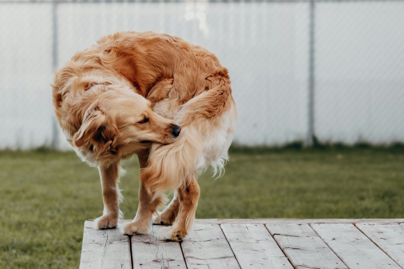 Dog scratching fleas