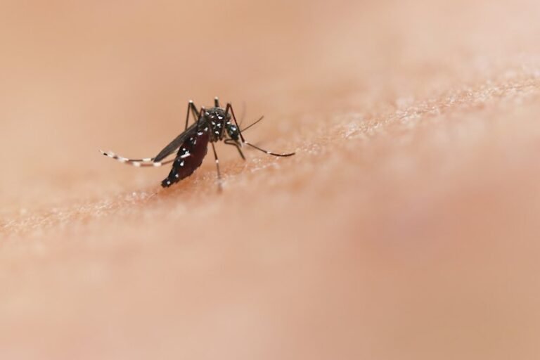 Mosquito on skin