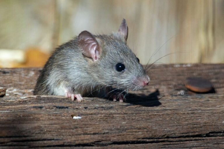 Rat on wood