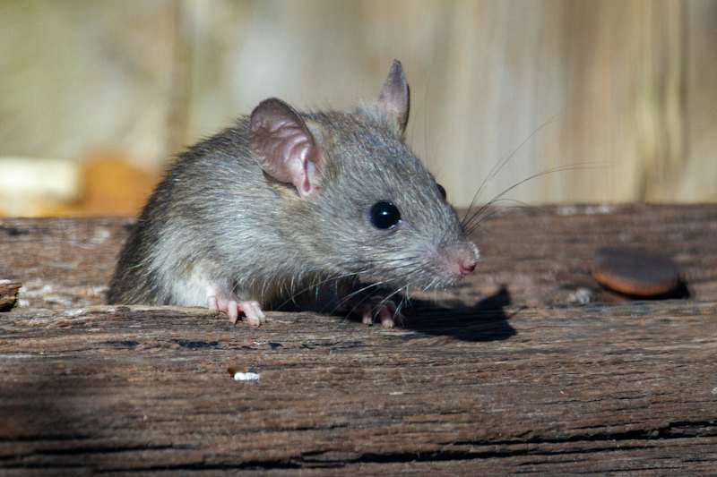 Rat on wood