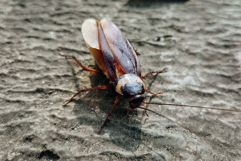 Cockroach on a surface