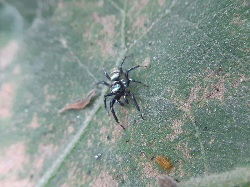 Spider on a leaf