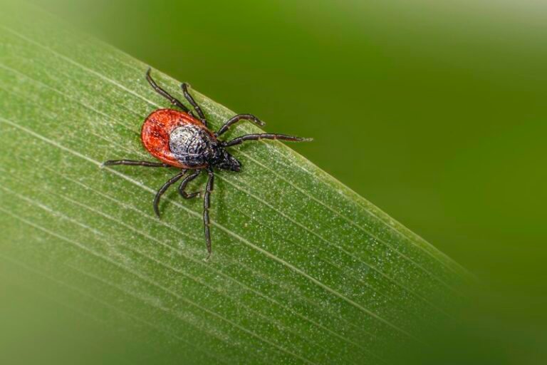 Tick on a leaf