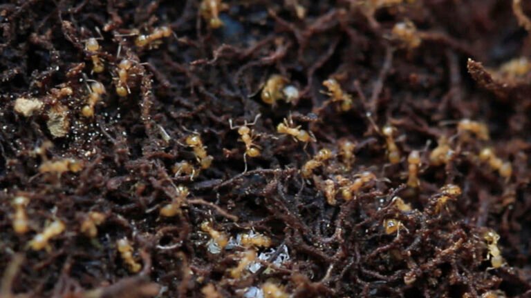 Ant Infestation Treatment