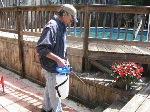 Flea Spraying Services