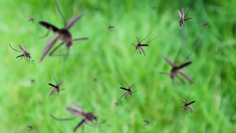 Mosquito Infestation