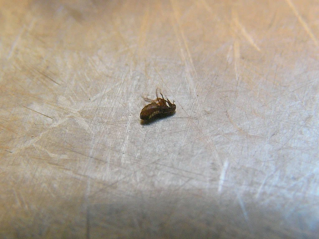 Professional Flea Extermination