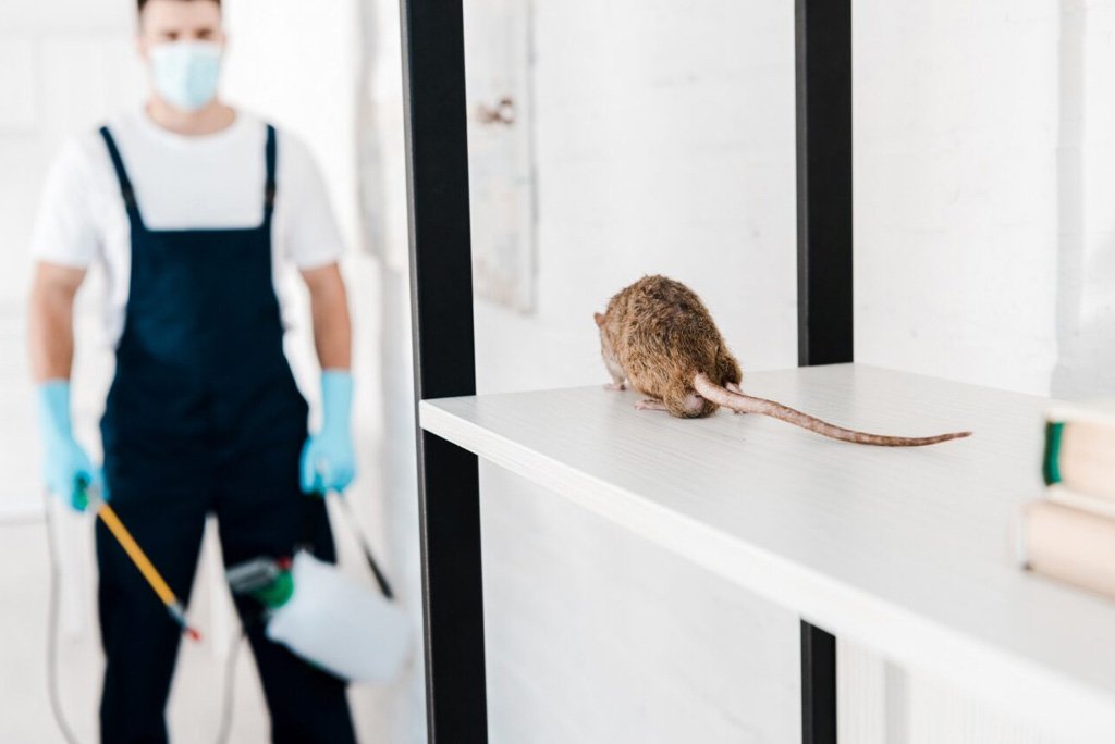 Professional Rat Extermination