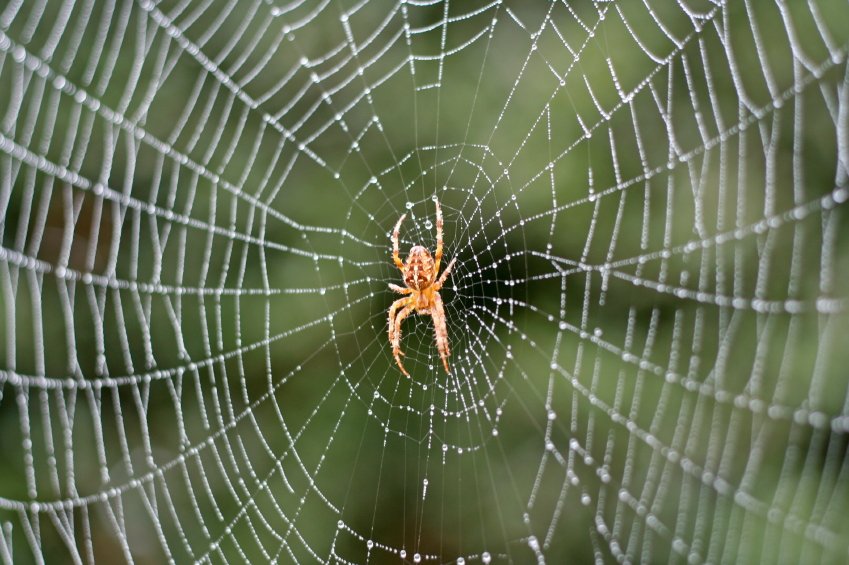 Professional Spider Extermination