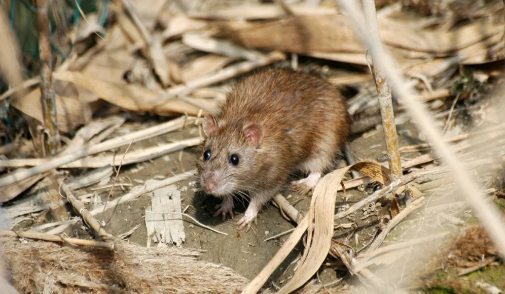 Rat Extermination