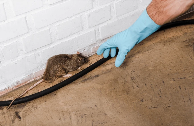 Rodent Control and Removal