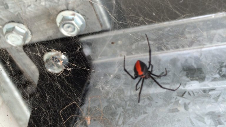 Spider Infestation Control