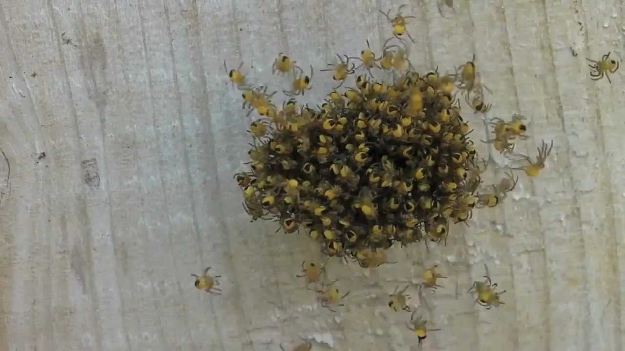 Spider Nest Removal