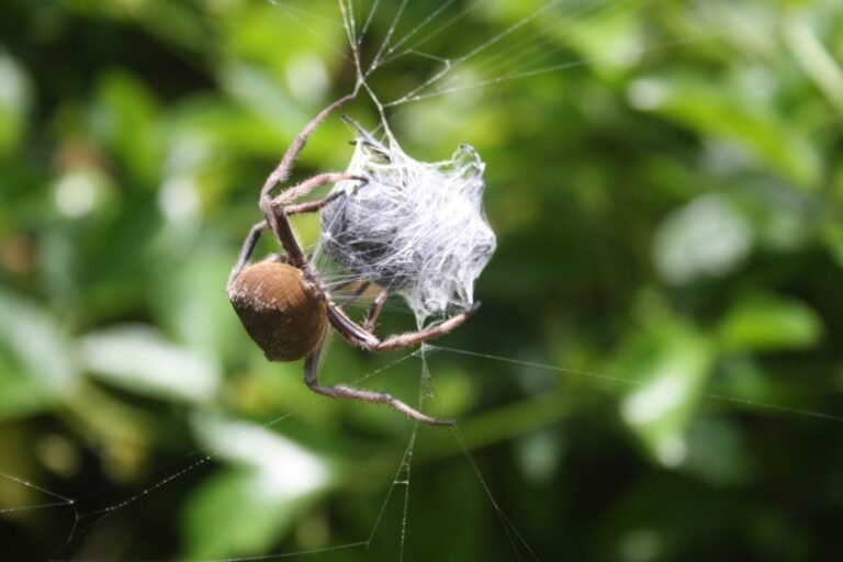 Spider Treatment