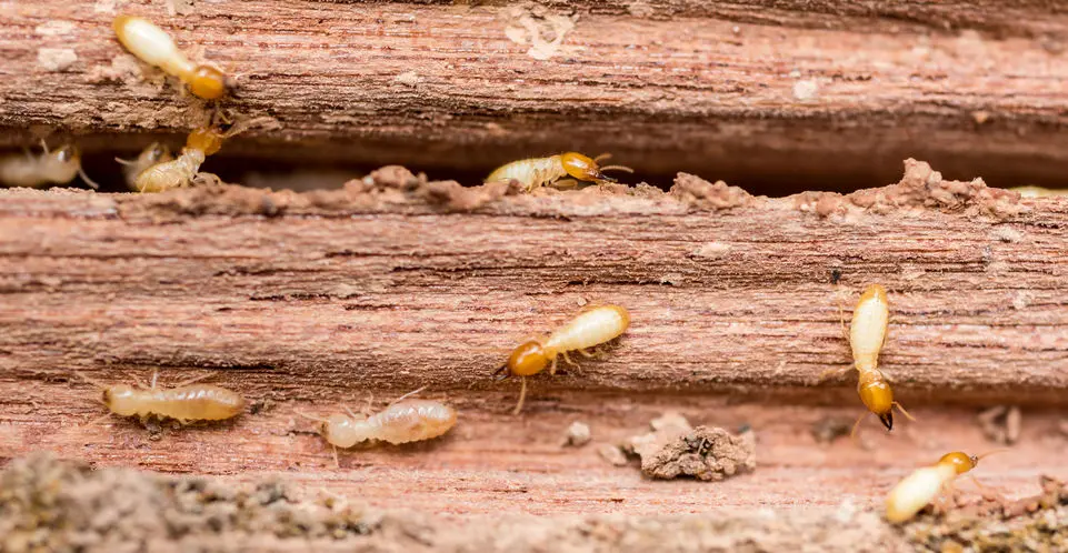 Termite Extermination