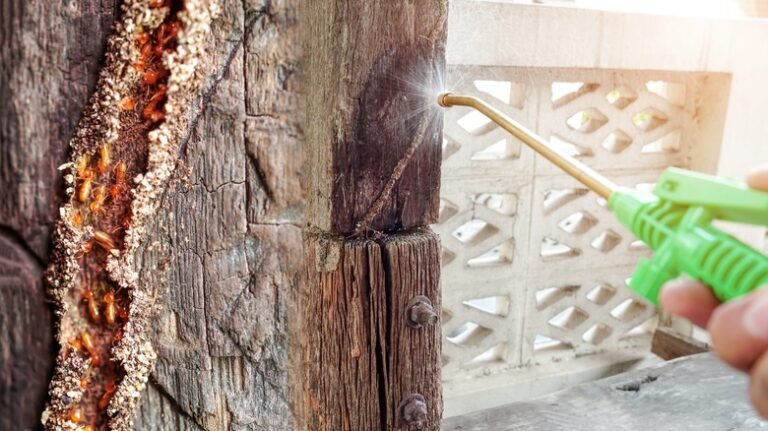 Termite Treatment