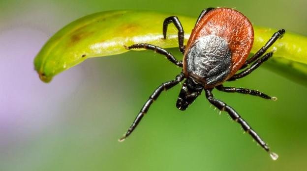 Tick Control