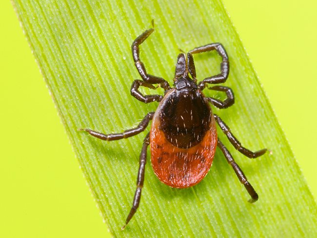 Tick Extermination