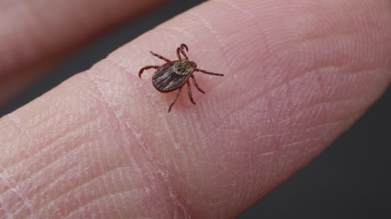 Tick and Mite Extermination