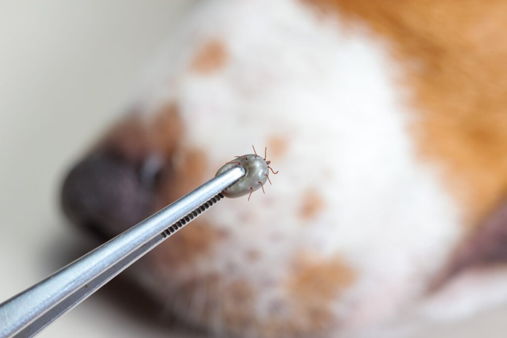 Tick and Mite Extermination