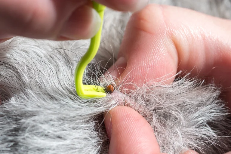 Tick and Mite Removal
