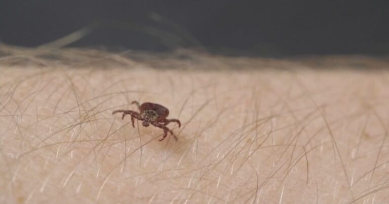 Tick and Mite Treatment