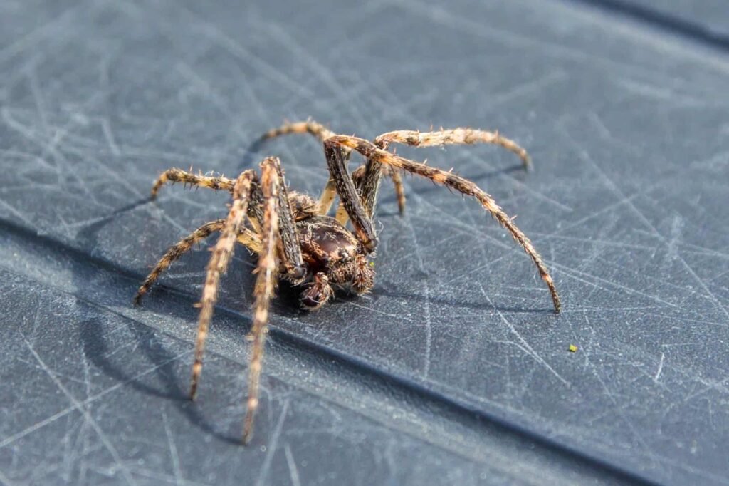 Why Choose Integrity Pest Control Services for