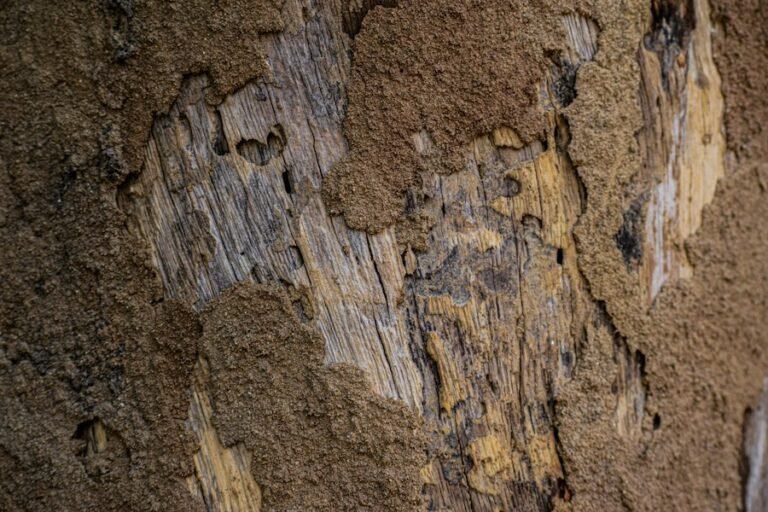 Termite damage on wood - termite control in South Florida